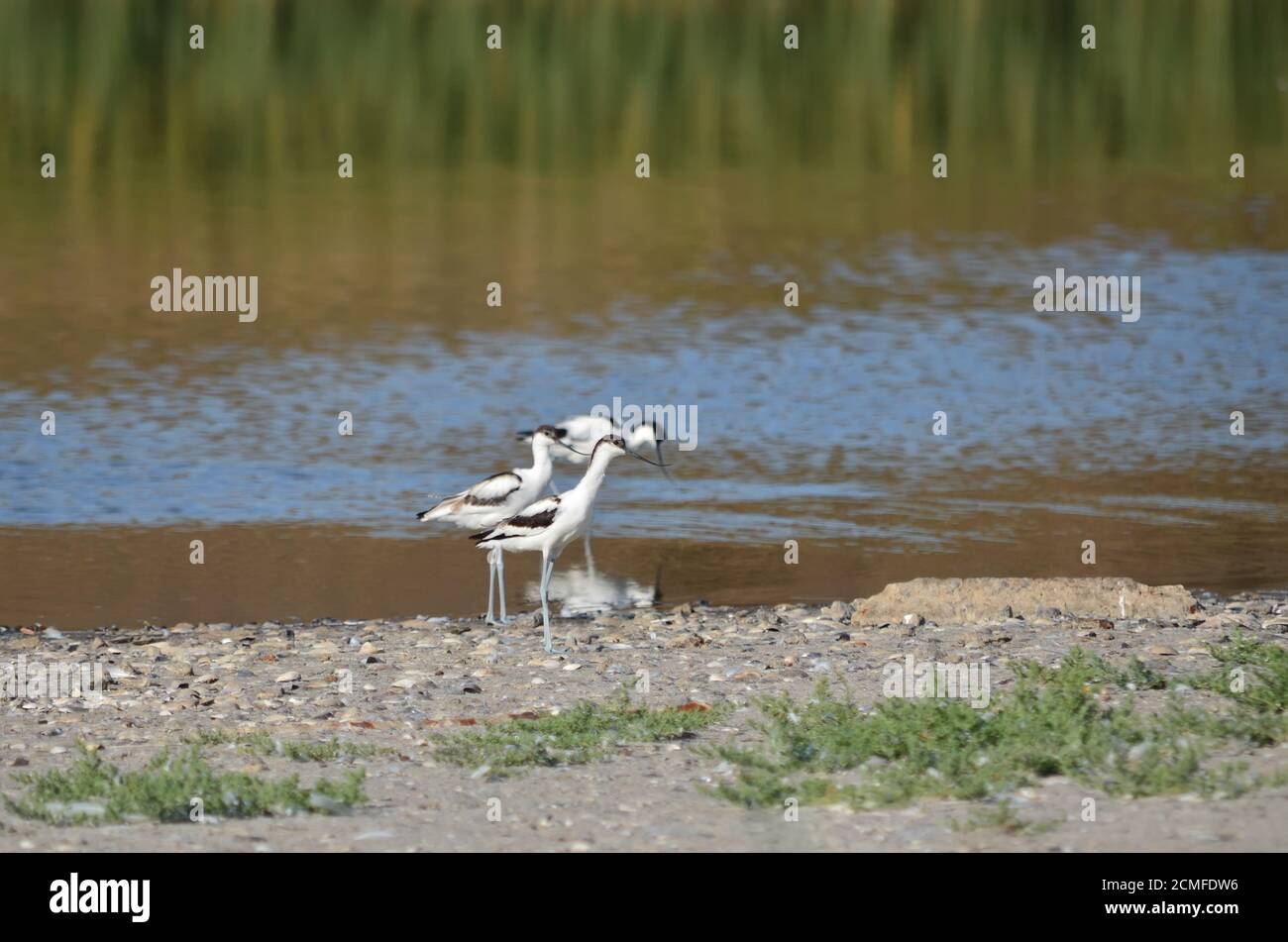 Kluut. Recurvirostra avosetta. Il gruppo avoceto pied nel suo habitat naturale. Fauna dell'Ucraina. Foto Stock