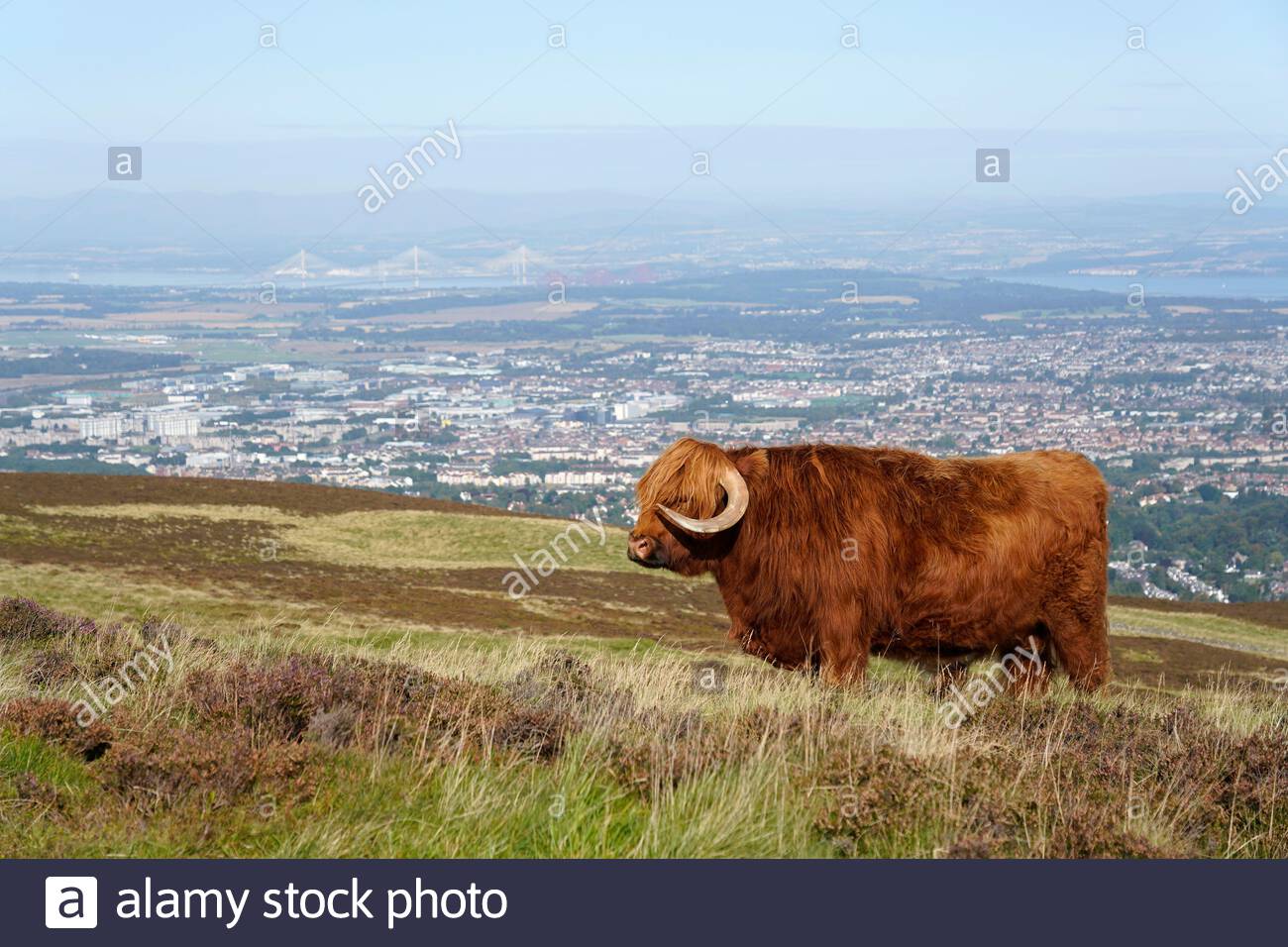 Edimburgo, Scozia, Regno Unito. 17 settembre 2020. Mucche delle Highland godendo il sole nel Parco Regionale di Pentland Hills in una giornata limpida con cielo blu. Vista della città di Edimburgo e del Forth Bridges. Credit: Craig Brown/Alamy Live News Foto Stock