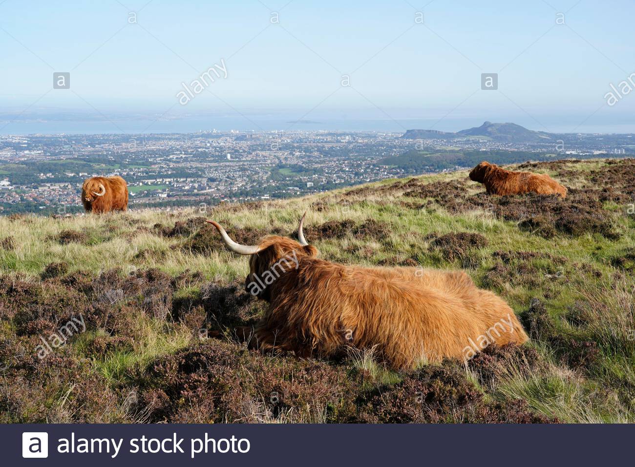 Edimburgo, Scozia, Regno Unito. 17 settembre 2020. Mucche delle Highland godendo il sole nel Parco Regionale di Pentland Hills in una giornata limpida con cielo blu. Vista della città di Edimburgo e Arthur's Seat. Credit: Craig Brown/Alamy Live News Foto Stock