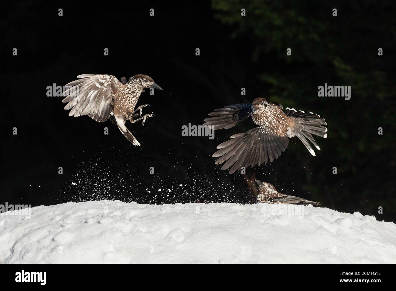 Nutcracker (Nucifraga caryocatactes), Monte Vitosha, Sofia, Bulgaria Foto Stock