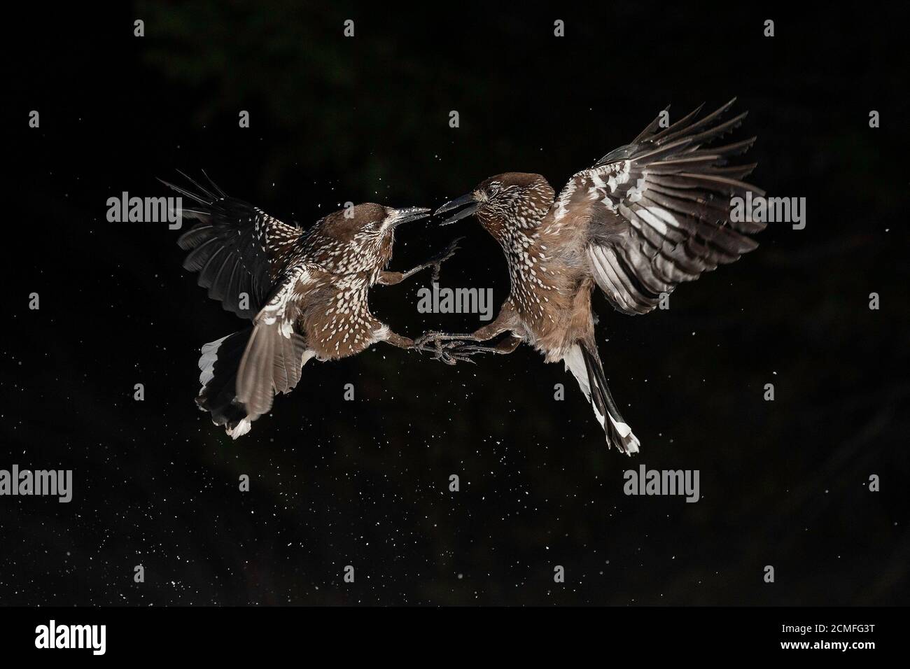 Nutcracker (Nucifraga caryocatactes), Monte Vitosha, Sofia, Bulgaria Foto Stock