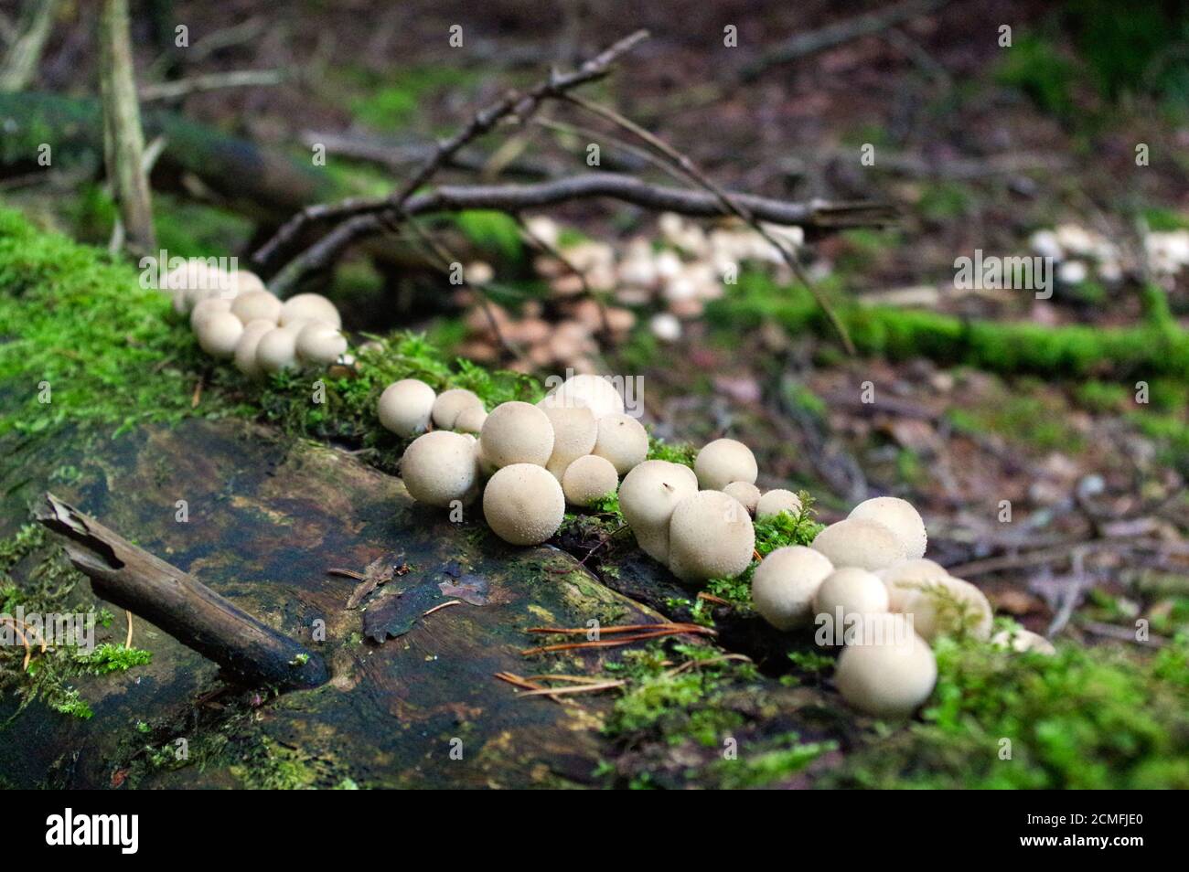 Lycoperdon marginatum fungo che cresce in un terreno forestale. Comunemente noto come peeling puffball Foto Stock
