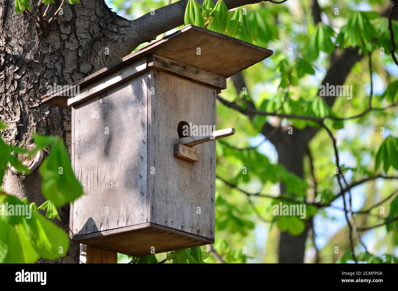 Nestbox. Birdhouse su un albero nel parco. Foto Stock