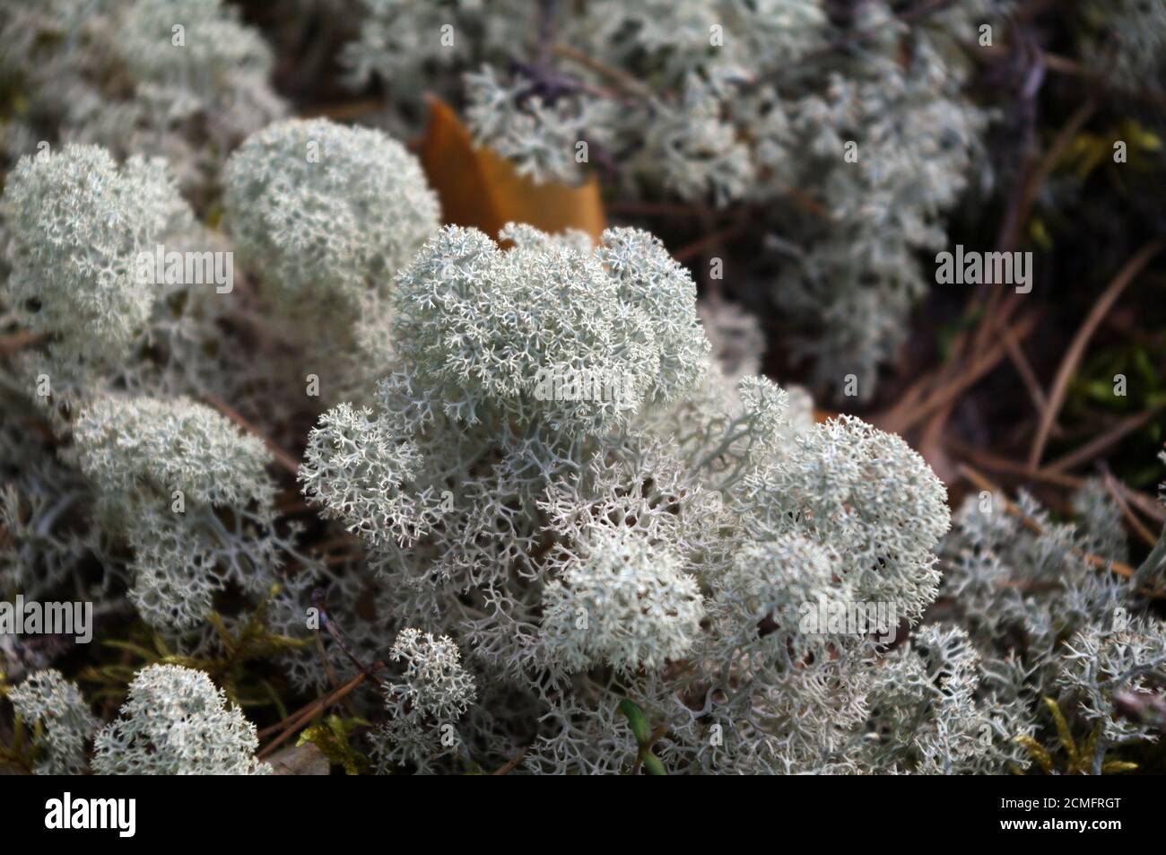 Muschio bianco nella foresta closeup Foto Stock