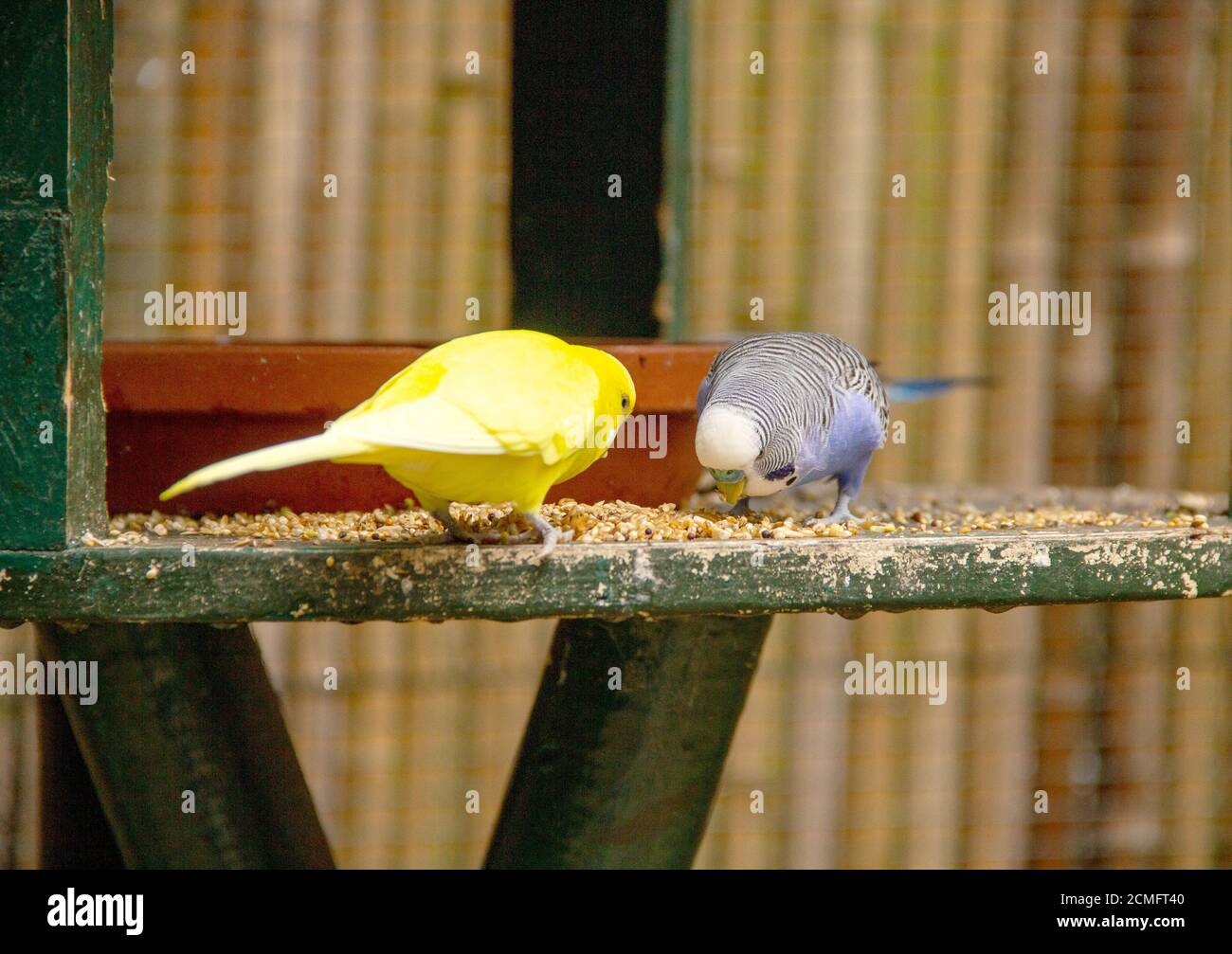 Vista di un blu e un giallo budgie alimentazione, latino Melopsittacus undulatus Foto Stock