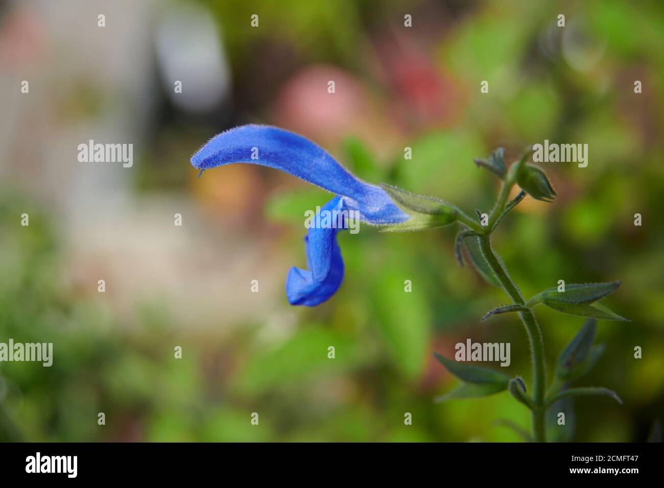 Genzian Sage (Salvia patens) conosciuto anche come Blue Sage. Foto Stock