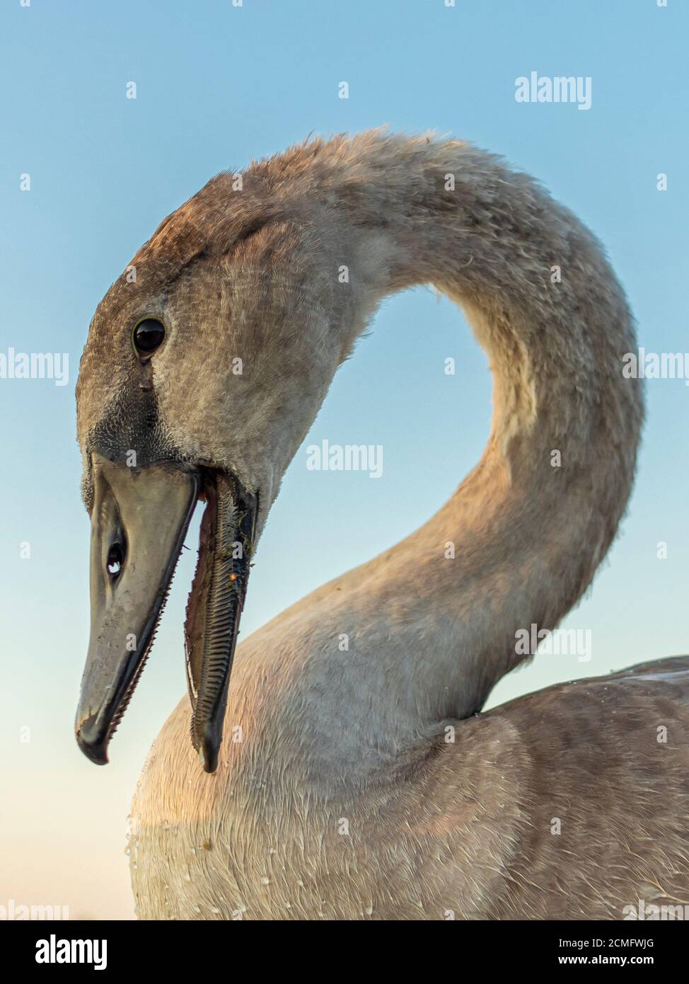Adolescente Mute Swan Cygnet Foto Stock