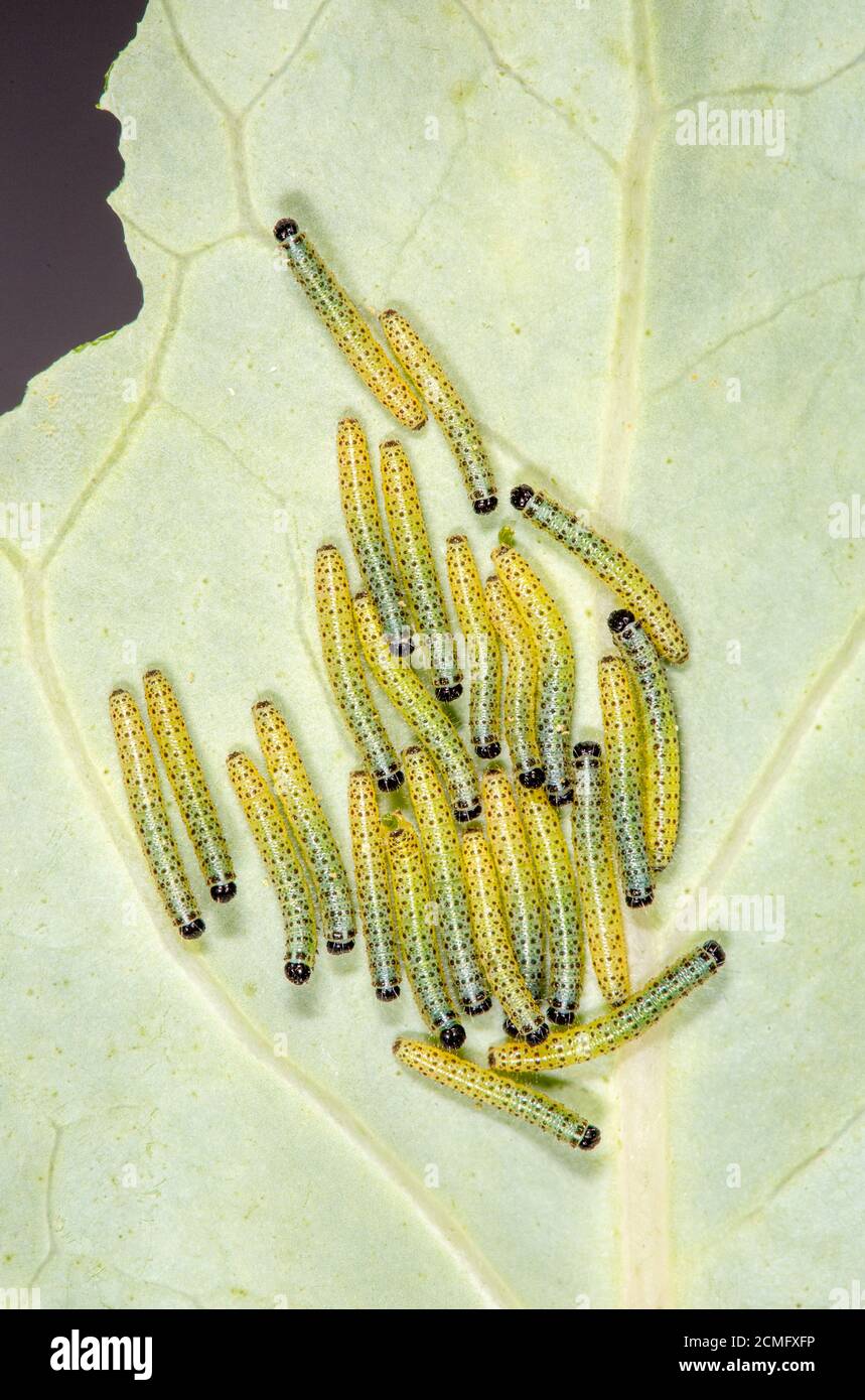 Molti bruchi della grande farfalla bianca del cavolo (Pieris brasicae) su una foglia di cavolo. Foto Stock