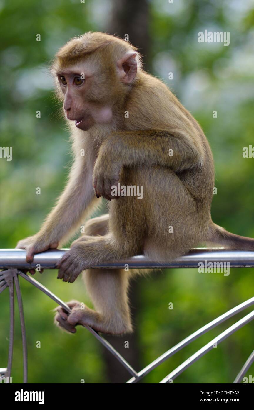 Giovane scimmia macaca seduta su recinzione metallica e pensando al somthing . Foto Stock
