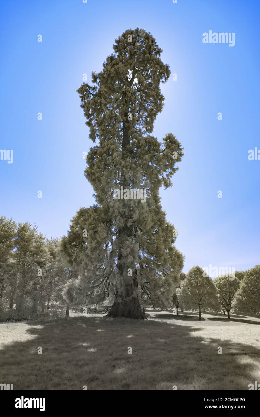 Densità sana di crescita delle piante Giardino d'Inghilterra visto da alti valori di riflettanza della luce vicino all'infrarosso in estate, Sequoiadendron giganteum albero Foto Stock