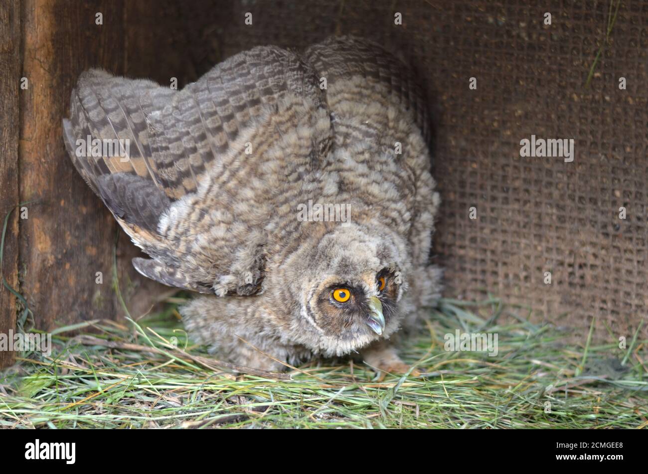 owlet, che è caduto fuori dal nido. Primo piano. Foto Stock