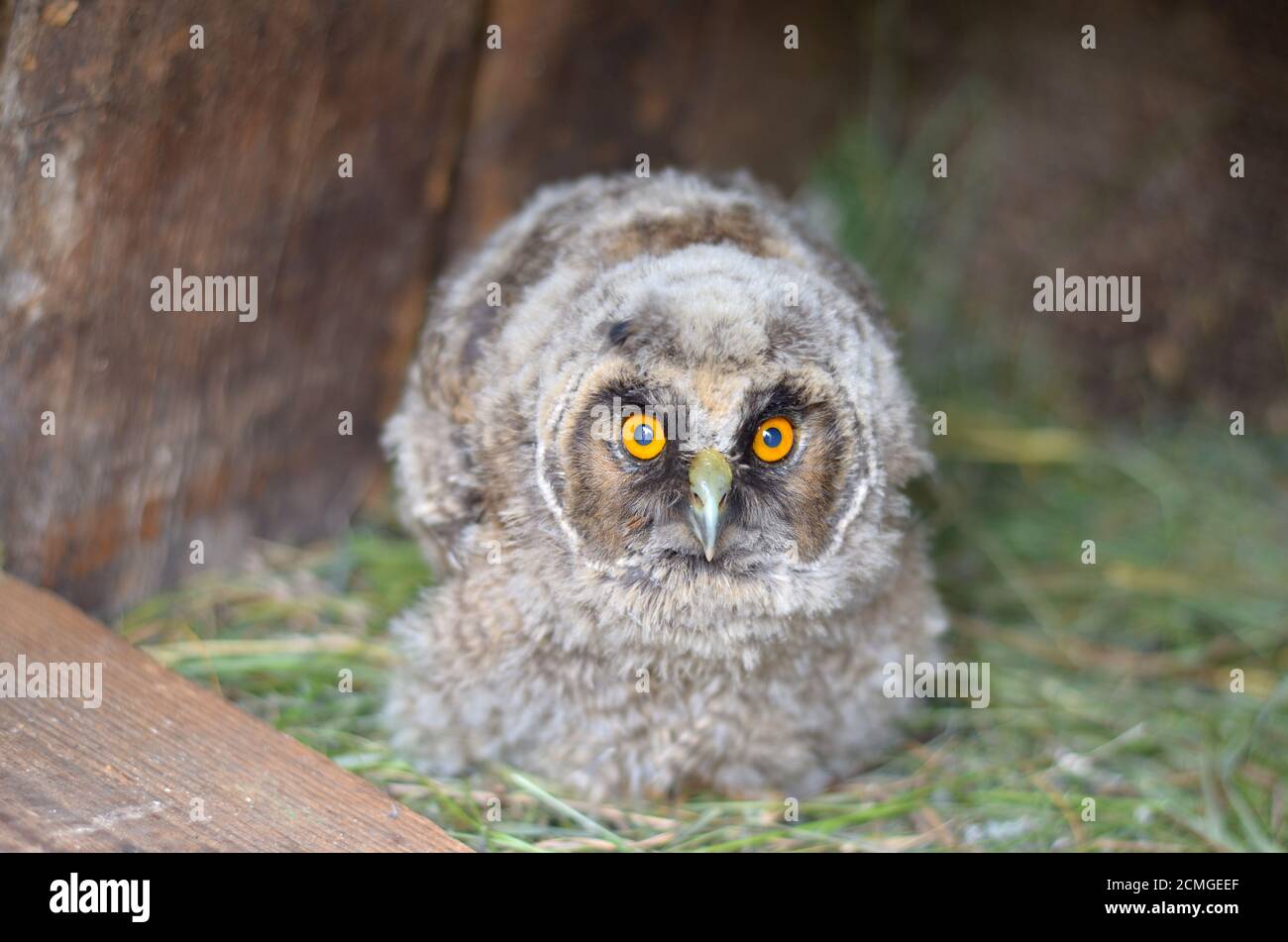 gufo giovanile, che cadde dal nido. Profondità di campo poco profonda, primo piano. Foto Stock