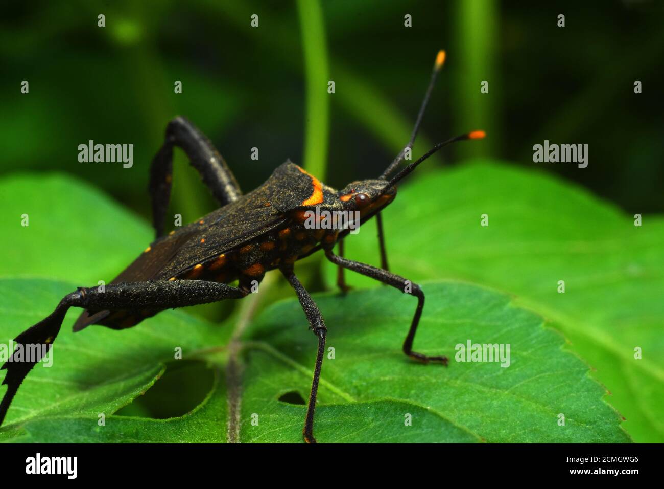 Primo piano foto di citron bug tra verde fogliame. Foto Stock