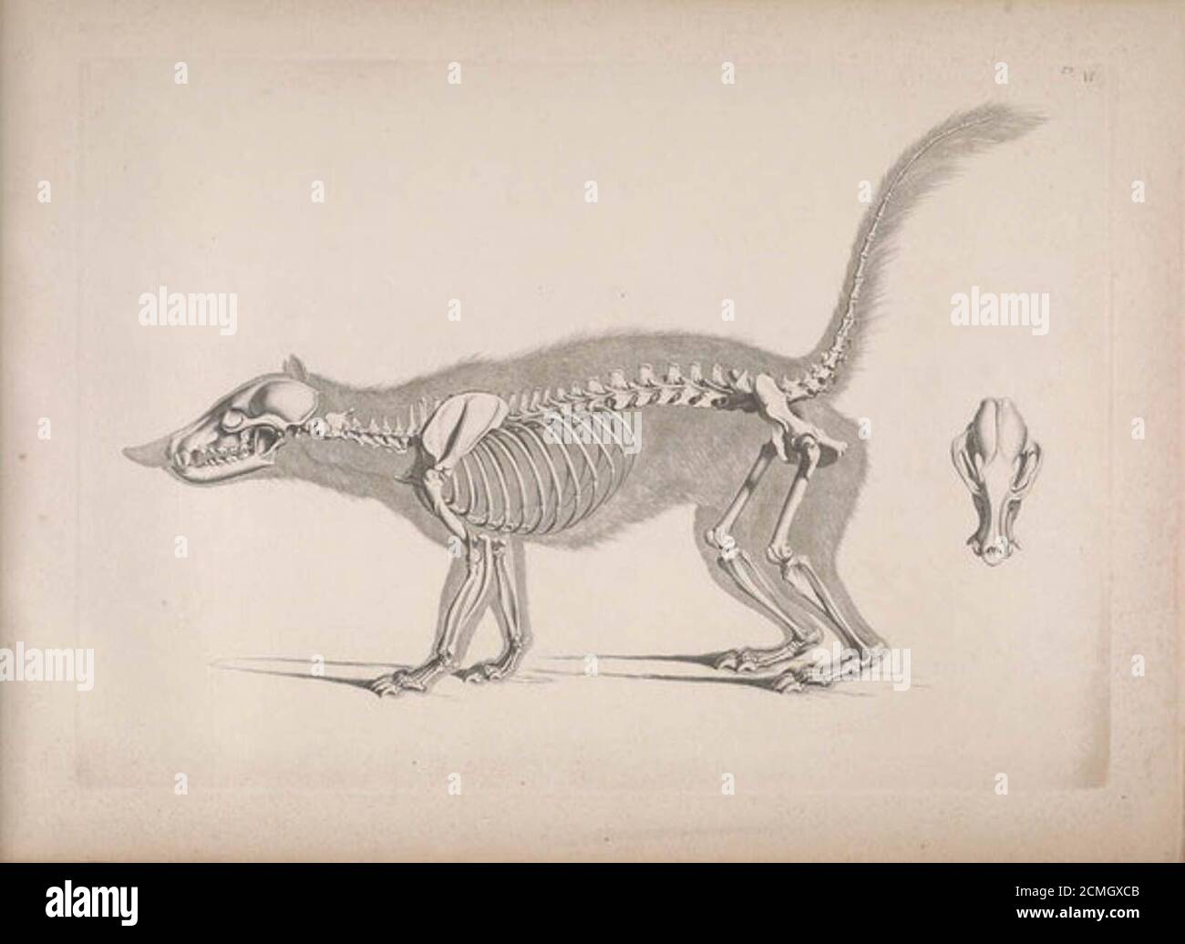 Le illustrazioni di Edouard Joseph d’Alton sugli scheletri animali (1821–1838 Foto Stock