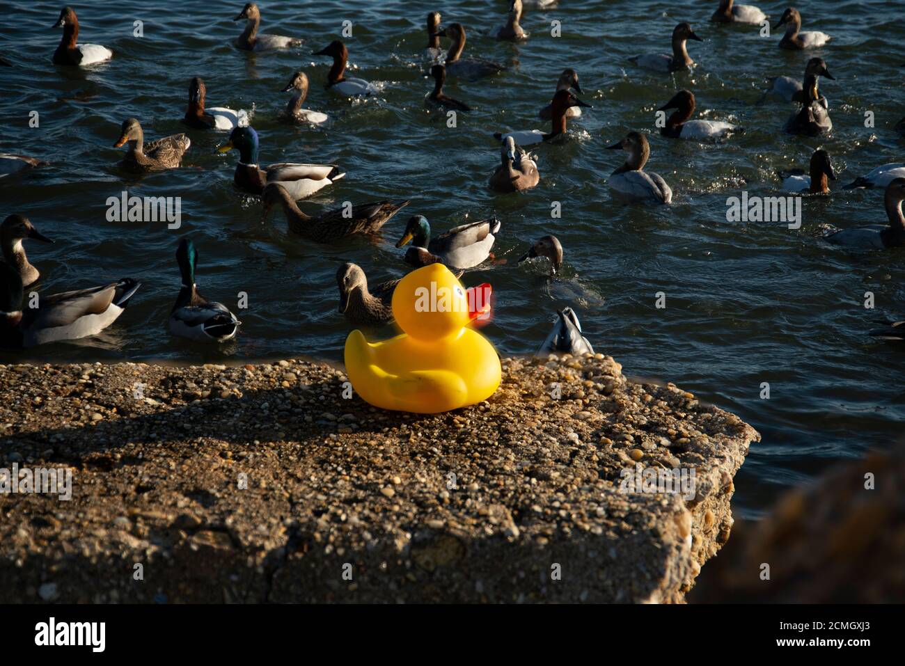 Anatra di gomma gialla sulla roccia di fronte ad un gregge di anatre Foto Stock