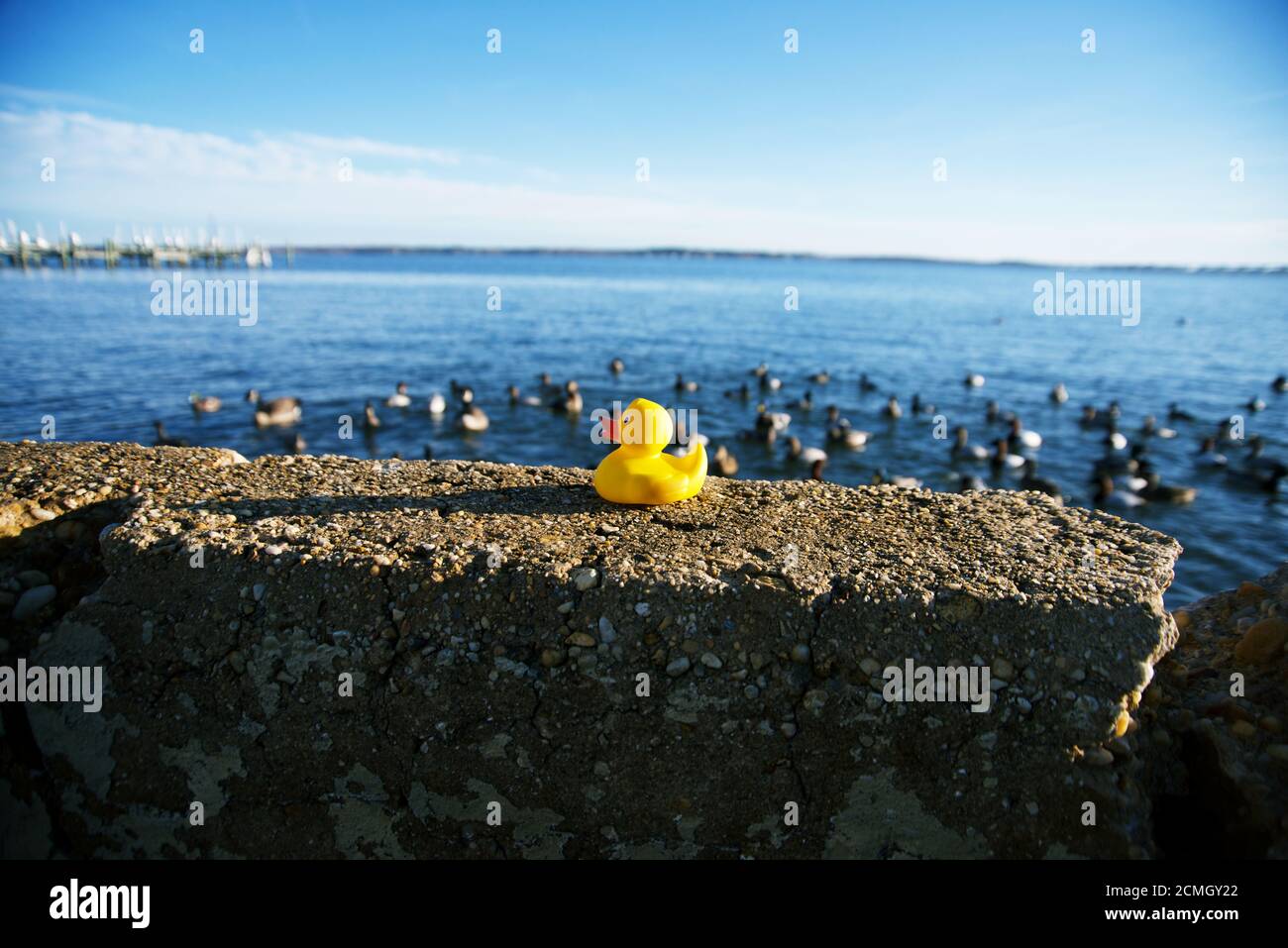 Anatra di gomma gialla sulla roccia di fronte ad un gregge di anatre Foto Stock