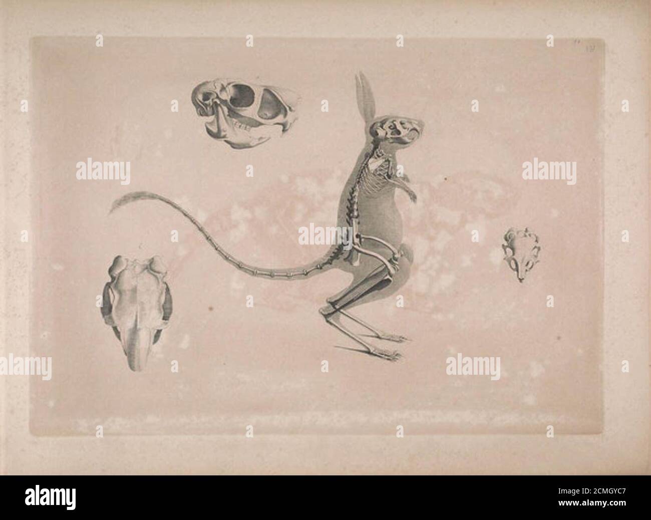 Le illustrazioni di Edouard Joseph d’Alton sugli scheletri animali (1821–1838 Foto Stock