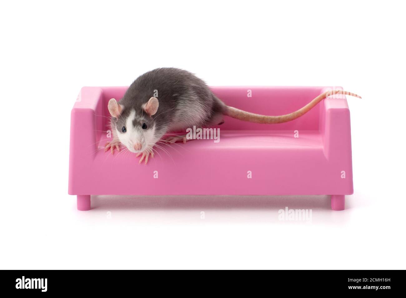 Giovane ratto grigio-bianco seduto su un divano rosa giocattolo. Foto Stock