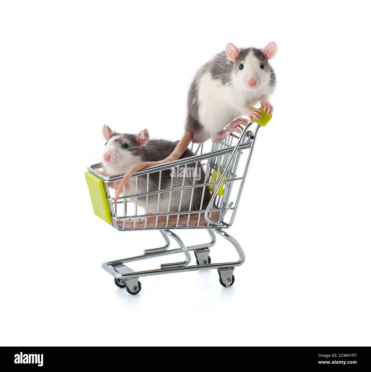 Due piccoli ratti grigio-bianchi sono seduti in un carrello per lo shopping. Foto Stock