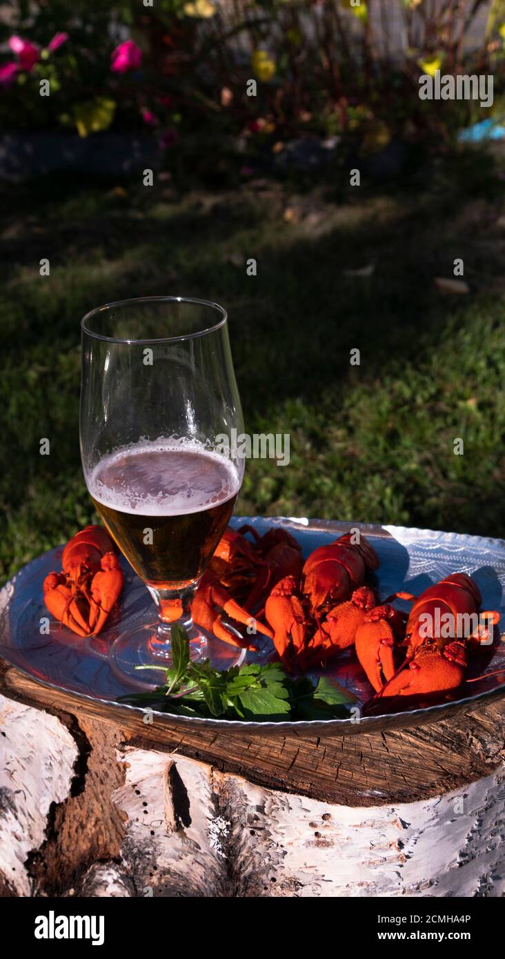 Gamberi con birra, cibo nel giardino estivo Foto Stock