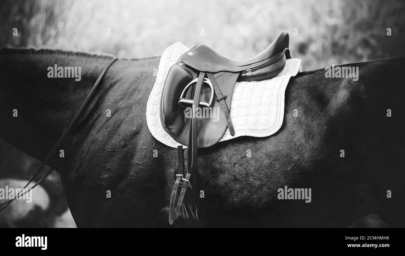 Immagine in bianco e nero di attrezzature sportive indossate su un cavallo da corsa. Questa sella, staffa e coperta bianca. Foto Stock