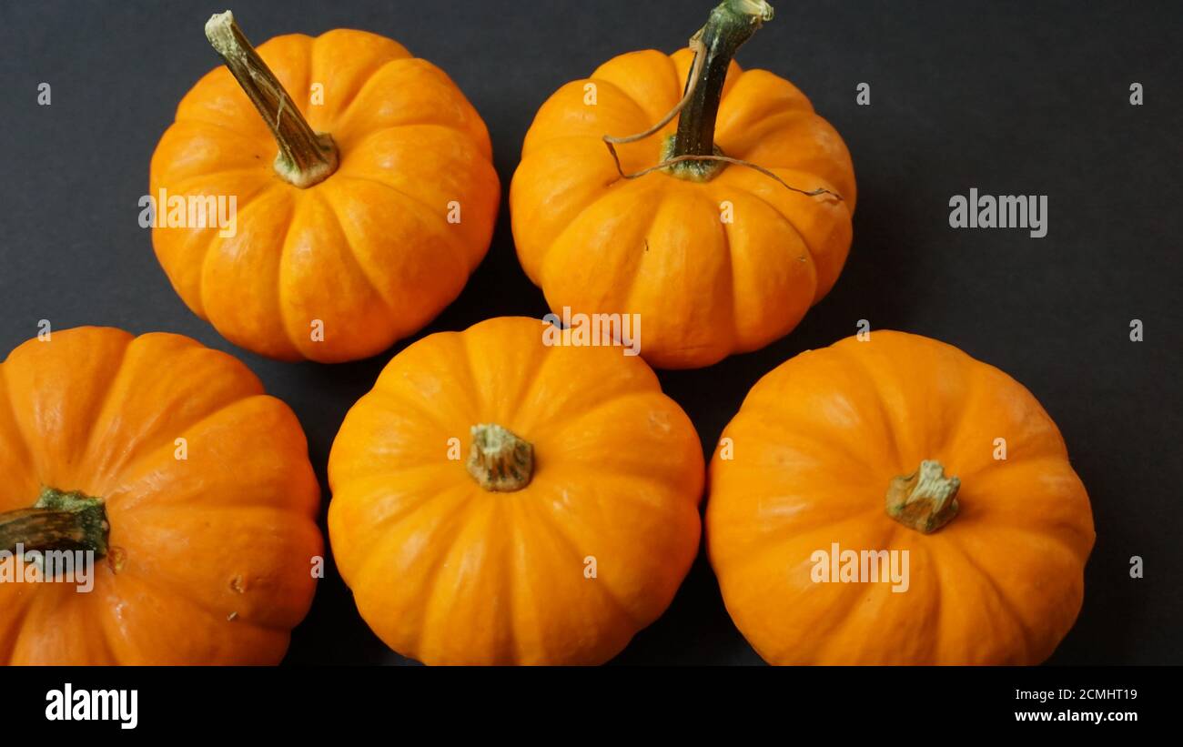 Zucche in miniatura su sfondo nero. Modello Halloween o autunno con spazio per la copia. Foto Stock