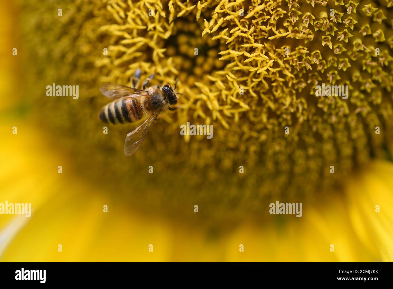 Ape di miele sulla testa di girasole Foto Stock