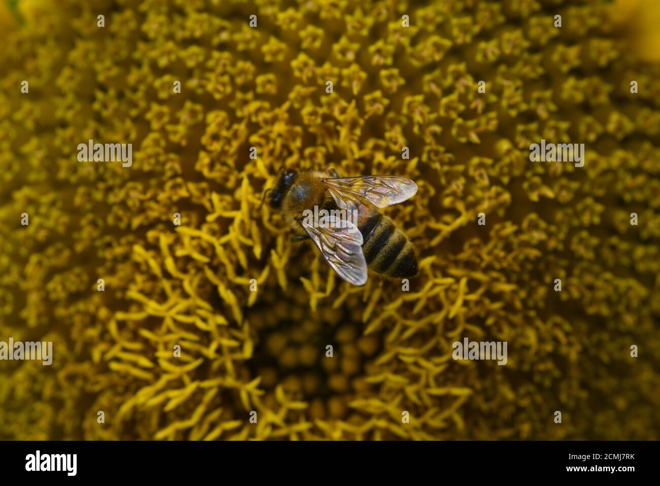 Ape di miele sulla testa di girasole Foto Stock