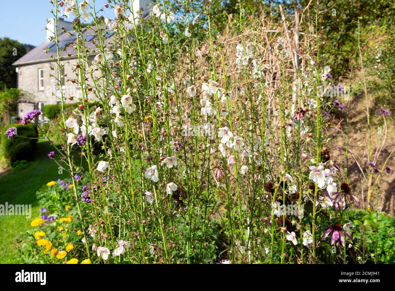 Erbascum rosa bianco in fiore pianta di fioritura attraente per api in fiore in un giardino cottage settembre Carmarthenshire Galles UK KATHY DEWITT Foto Stock