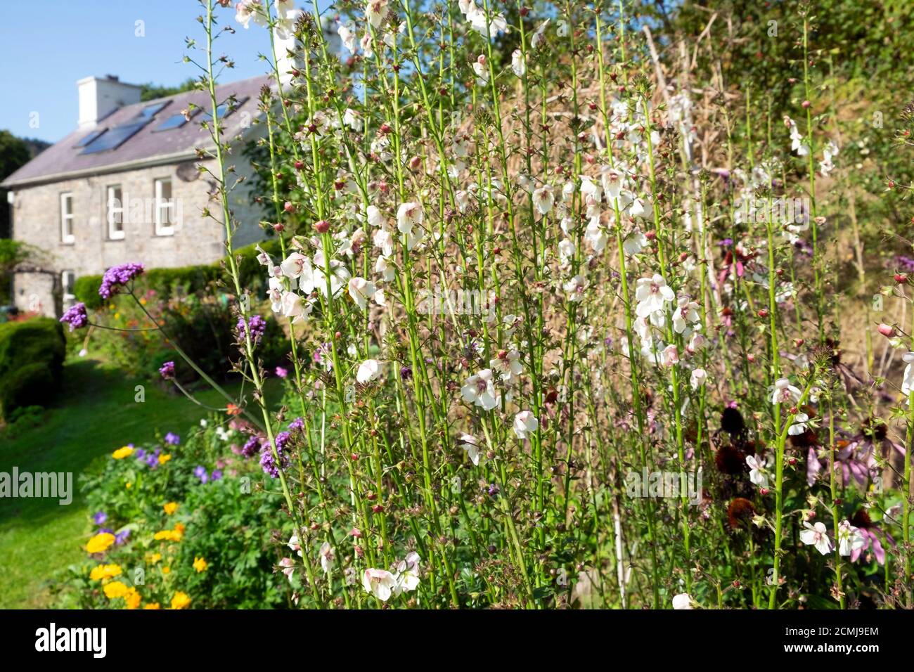 White Verbascum alto ape amorevole piante fioritura nel giardino cottage di una casa di campagna in pietra nel Carmarthenshire West Wales UK KATHY DEWITT Foto Stock