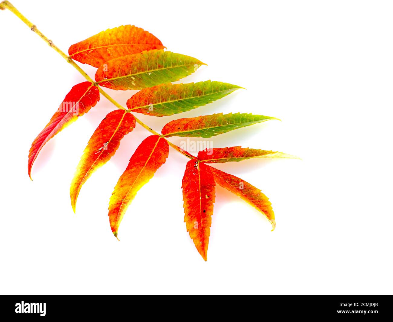 Colorful autumn leaf isolati su sfondo bianco Foto Stock