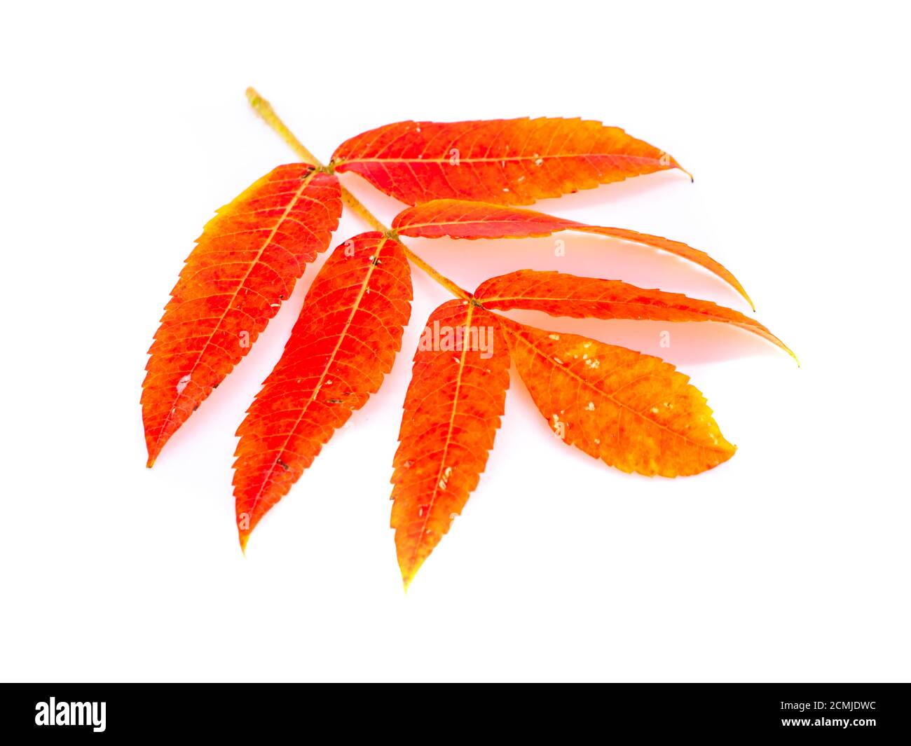 Modello isolato a foglia rossa autunnale Foto Stock