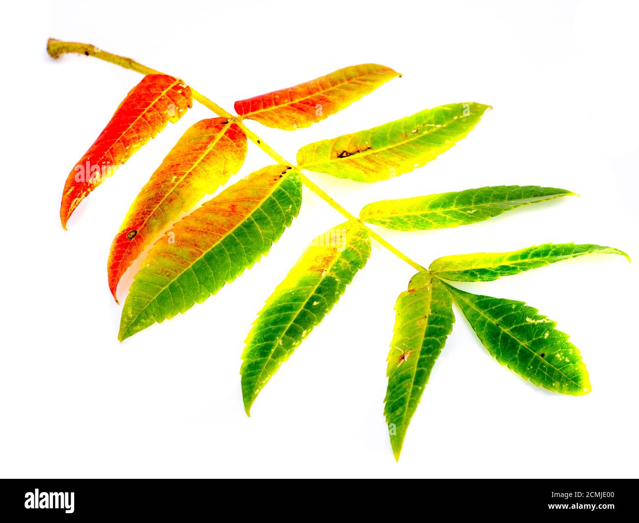 Modello isolato con foglie autunnali colorate Foto Stock