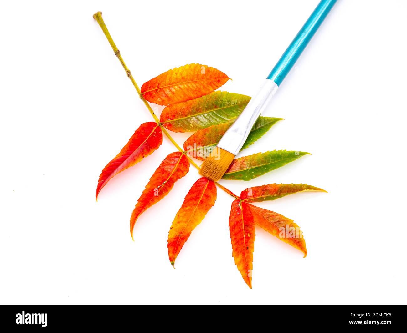 Autunno pittura foglia e pennello isolato Foto Stock