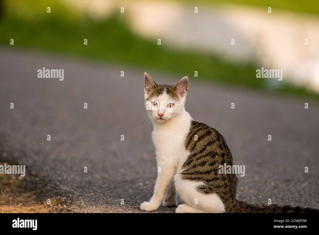 il gatto dagli occhi incrociati si siede sulla strada e guarda nella fotocamera Foto Stock