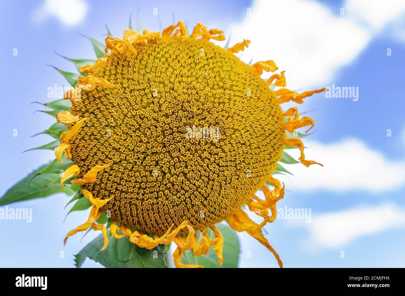 fiori gialli di girasole contro un cielo blu, con petali e spugne, fiori naturali da vicino Foto Stock