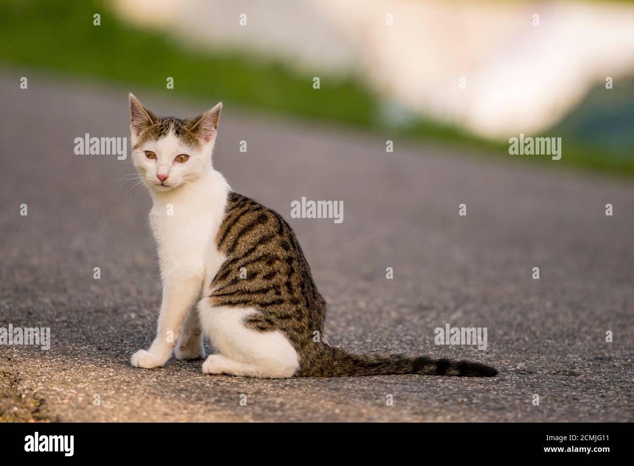 il gatto dagli occhi incrociati si siede sulla strada e guarda nella fotocamera Foto Stock