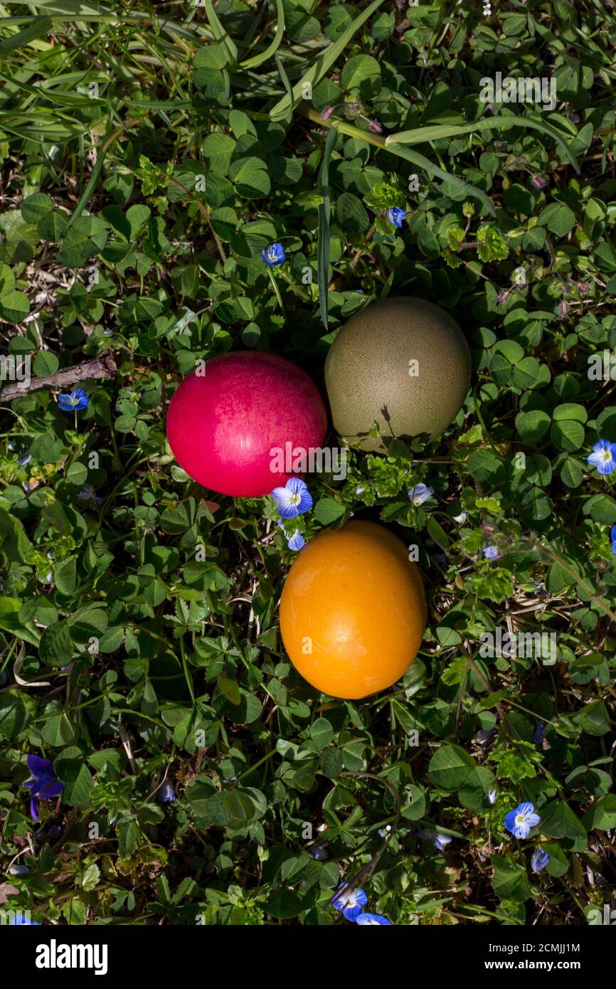 uova di pascqua colorate su prato fiorito Foto Stock