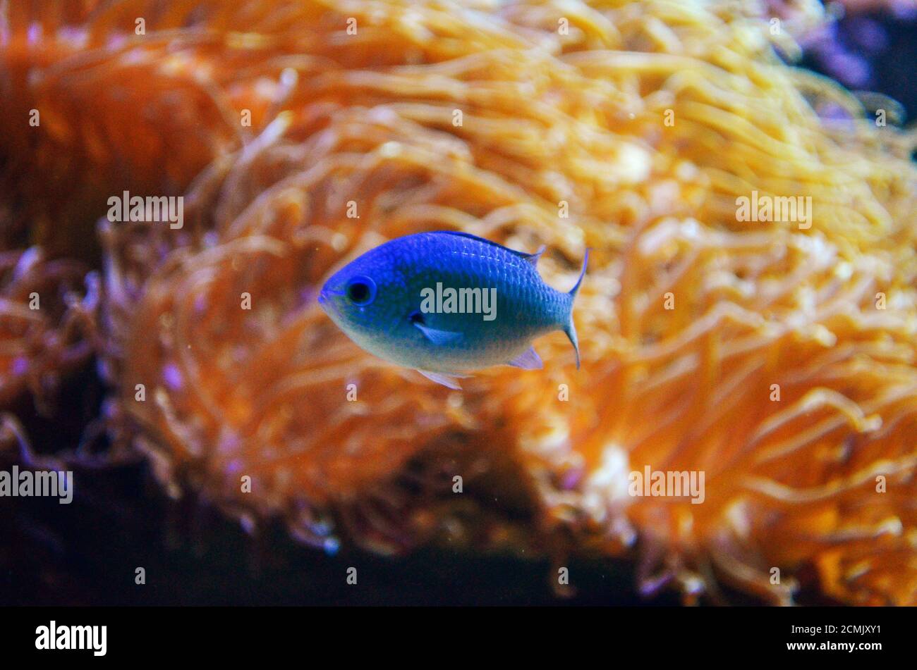 Primo piano su piccoli pesci blu di fronte alle scogliere in sfocatura di sfondo Foto Stock