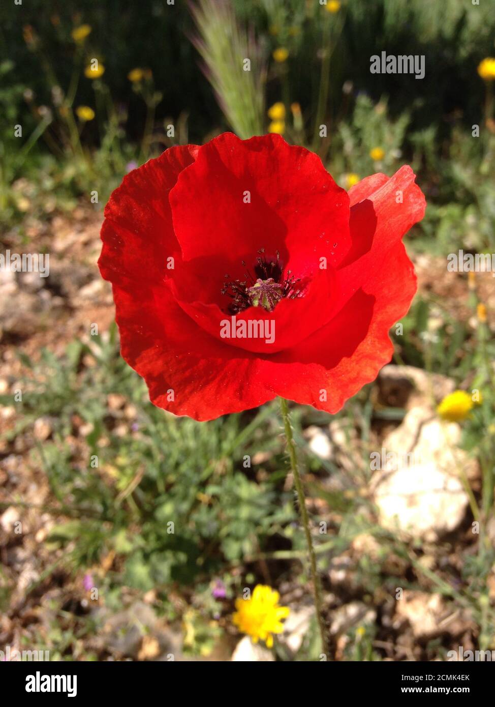 Fiori di papavero nel campo Foto Stock