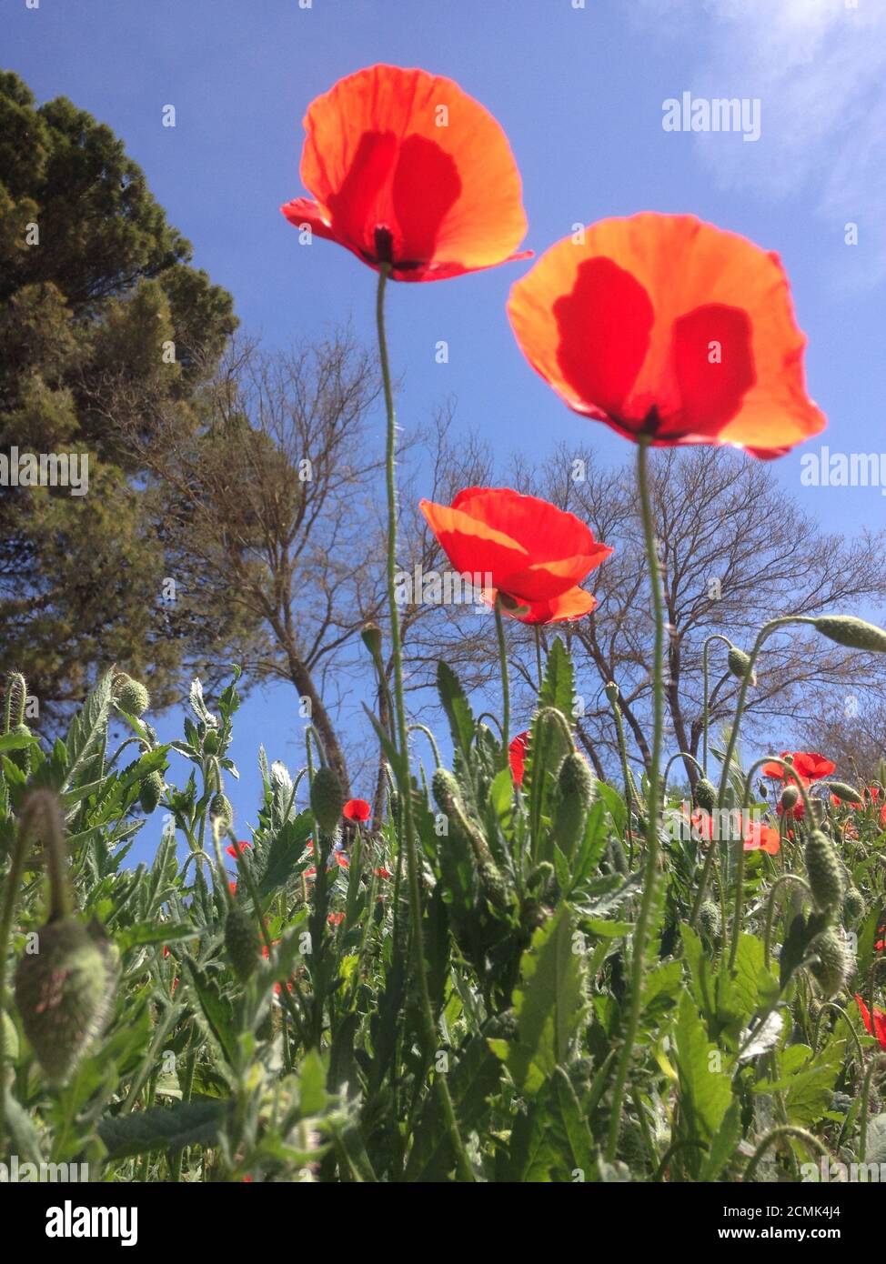 Fiori di papavero nel campo Foto Stock