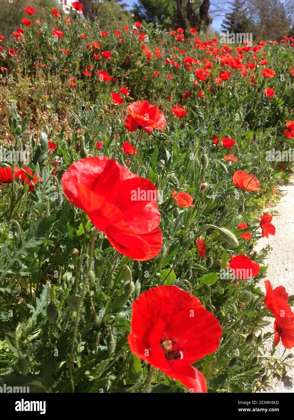 Fiori di papavero nel campo Foto Stock