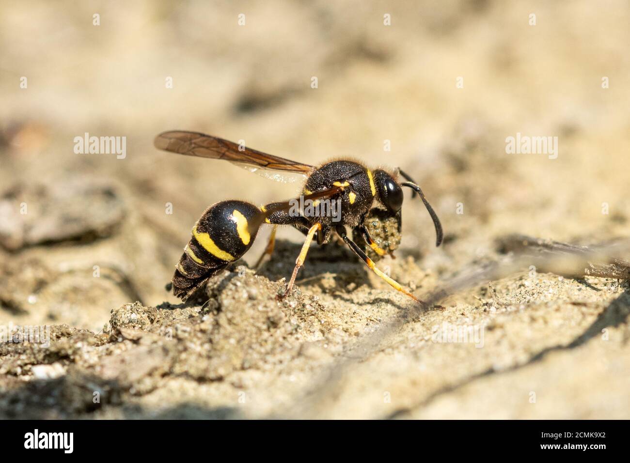 Creta-nido della vespa del vasaio (Eumenes coronatus Foto stock - Alamy