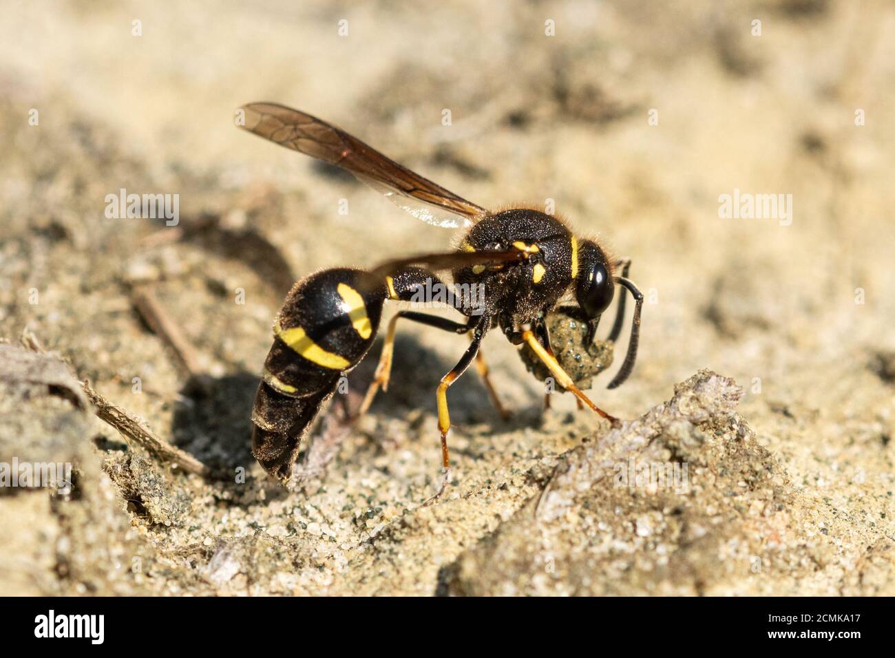 Heath potter wasp (Eumenes coarctatus) raccogliere una palla di argilla per la costruzione del suo nido pot in Surrey brughiera, REGNO UNITO Foto Stock