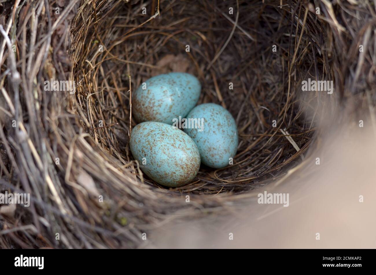Il nido del ricattolo eurasiatico - Turdus merula. Tre uova turchesi macchiate in un nido di uccello nero comune nel loro habitat naturale. Foto Stock