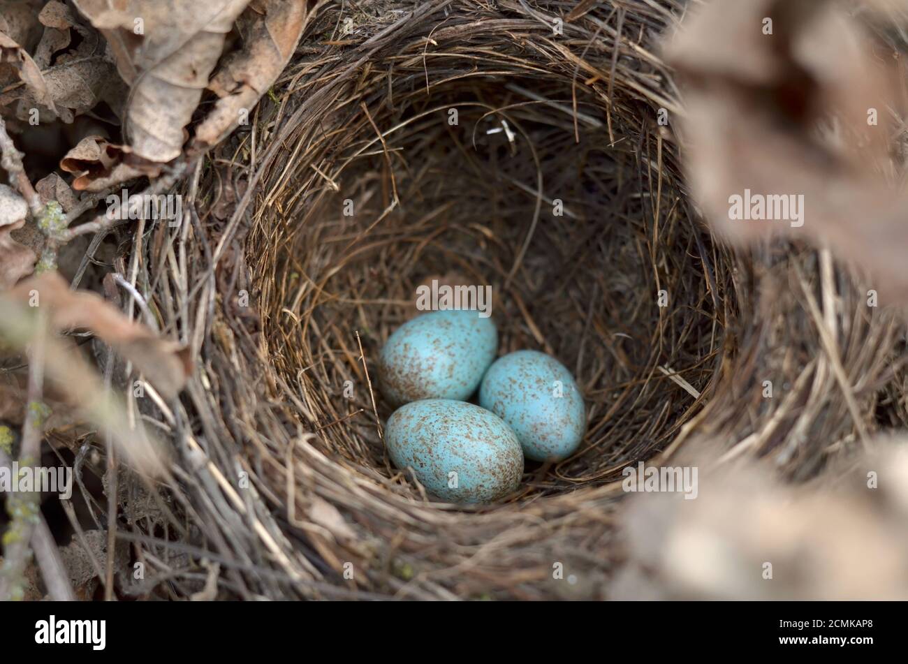 Il nido del ricattolo eurasiatico - Turdus merula. Tre uova turchesi macchiate in un nido di uccello nero comune nel loro habitat naturale. Foto Stock