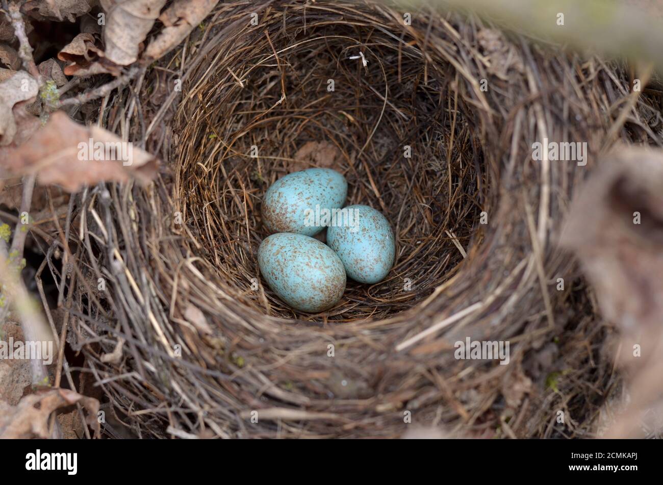 Il nido del ricattolo eurasiatico - Turdus merula. Tre uova turchesi macchiate in un nido di uccello nero comune nel loro habitat naturale. Foto Stock