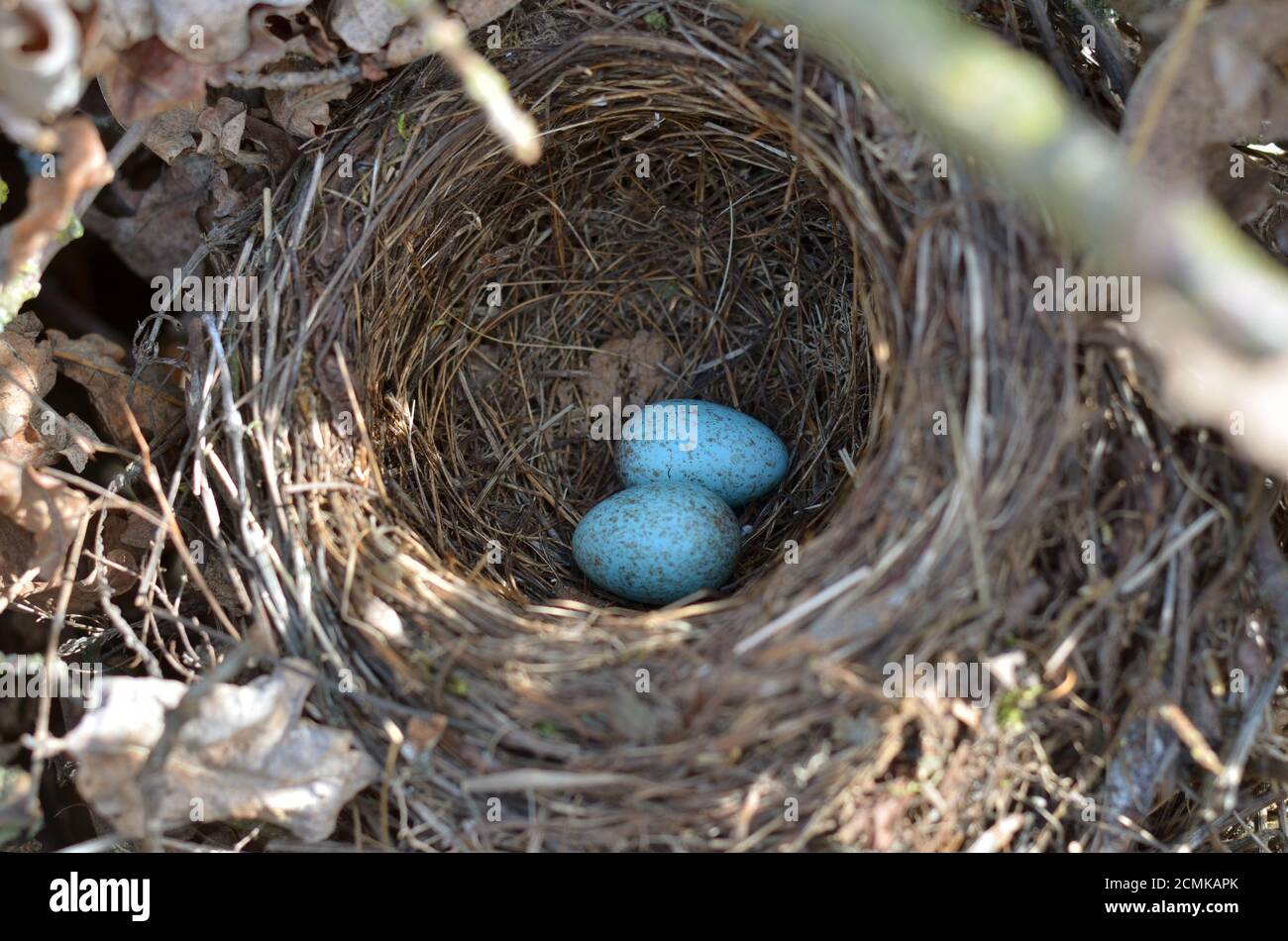 Nido del ricattolo eurasiatico - Turdus Merula. Due uova turchesi macchiate nel nido del uccello nero comune nel loro habitat naturale. Foto Stock