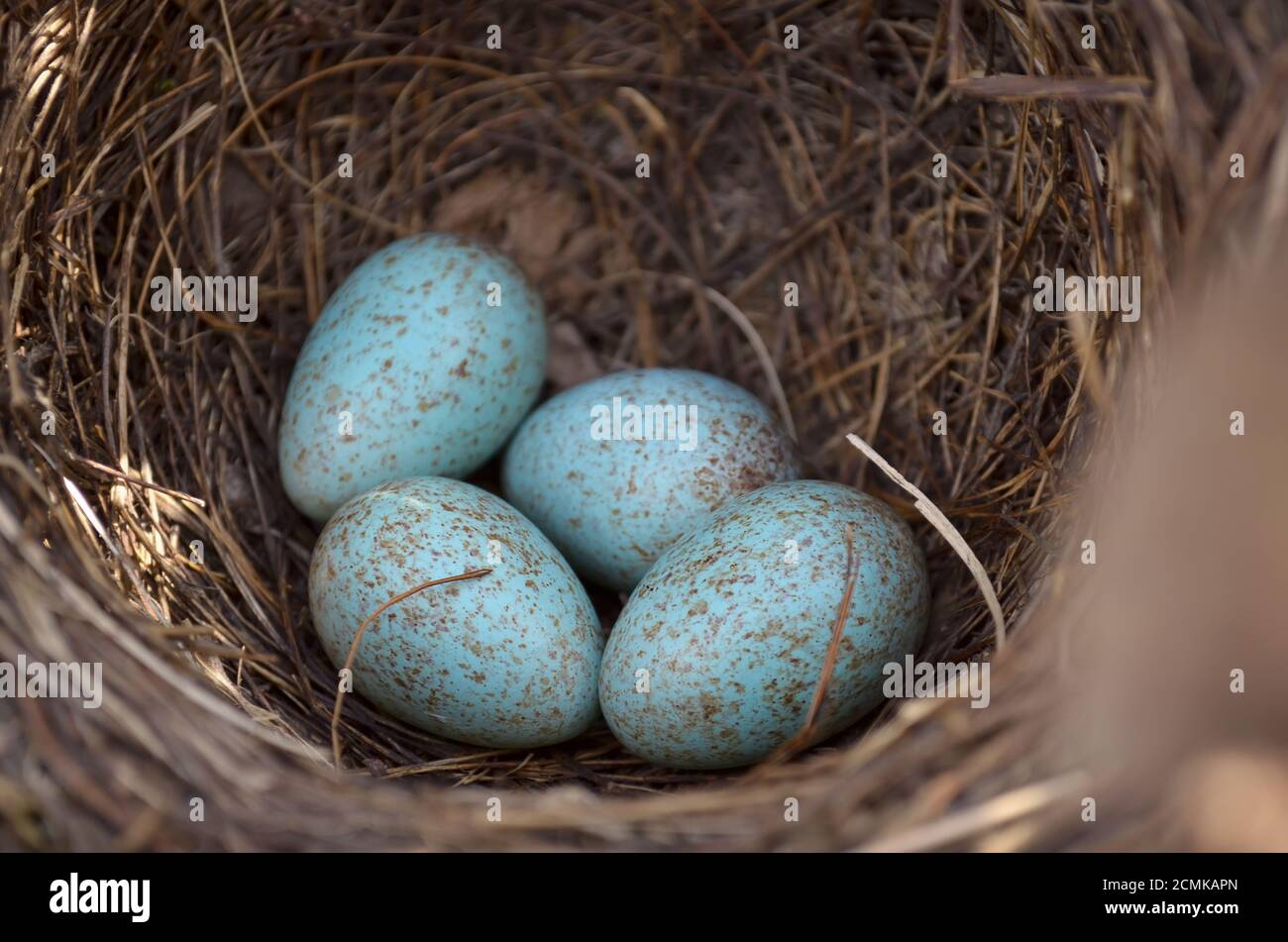 Nido del ricattolo eurasiatico - Turdus Merula. Quattro uova turchesi macchiate nel nido di un uccello nero comune nel loro habitat naturale. Foto Stock