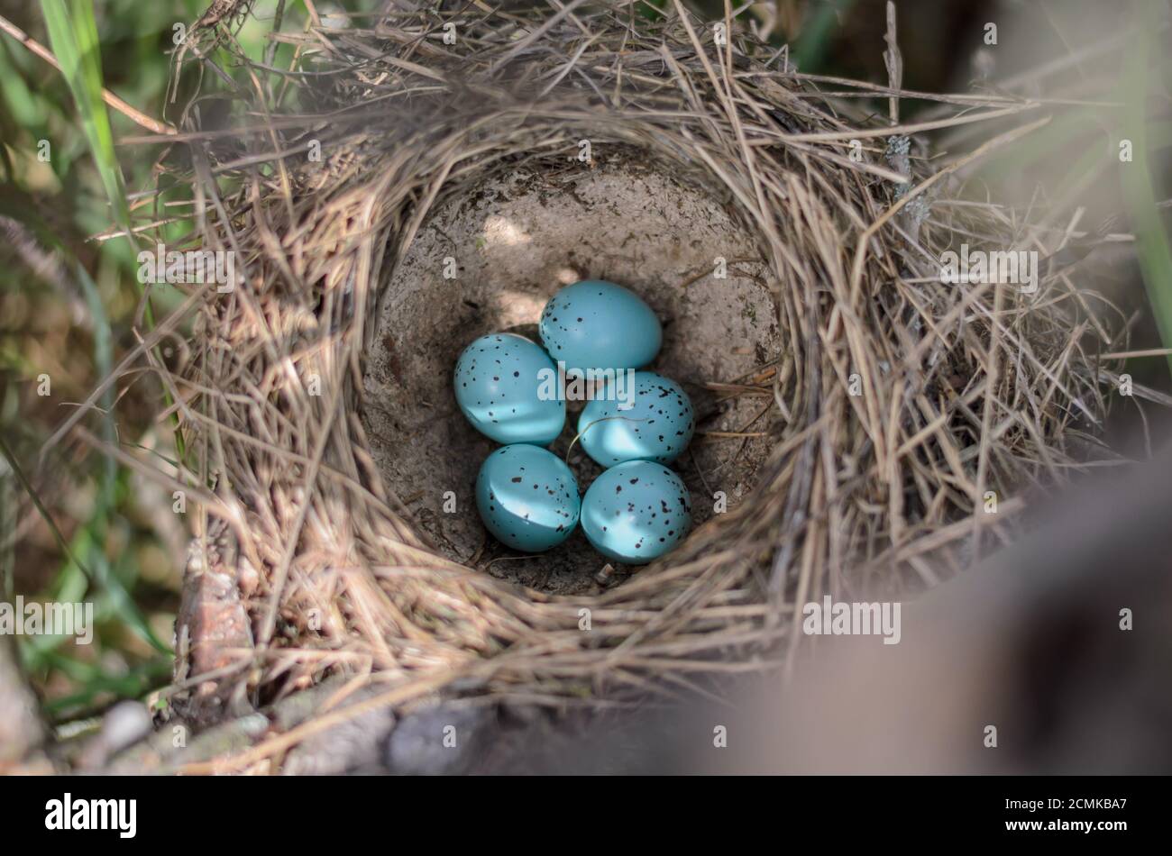 Il nido di Trush di Song -Turdus Philomelos. Cinque uova turchesi macchiate nel nido di una canzone mughetto nel loro habitat naturale. Foto Stock